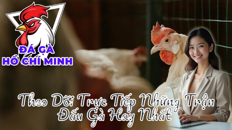 Cách Theo Dõi Trực Tiếp Những Trận Đấu Gà Hay Nhất Tại Thành Phố 2024