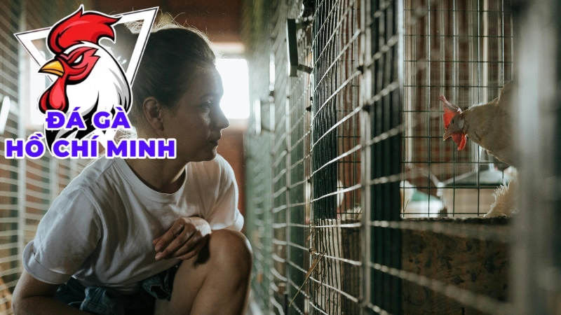 Kinh Nghiệm Xem Trực Tiếp Đá Gà Cho Người Mới
